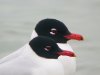 Mediterranean Gull at Westcliff Seafront (Steve Arlow) (45667 bytes) Mediterranean Gull at Westcliff Seafront (Steve Arlow) (45667 bytes)